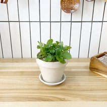 1+1 레몬밤 키친허브 화분 세트 애플민트 딜 바질 베란다 텃밭 허브 키우기, H07.레몬밤, H25.루