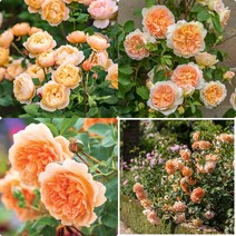 영국 장미 묘목/데이비드 오스틴 장미(David Austin Rose)/신품목 -데임주디덴치﻿(Dame Judi Dench) 밧세바(Bathsheba) 로알드달(Roald Dahl, 6. 포트썬라이트, 1개