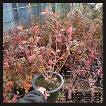 (나무농장) 블루베리나무 레가시 7치 화분