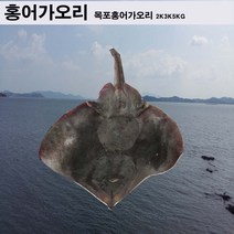 가오리 1 마리 2 kg 전후 목포가오리