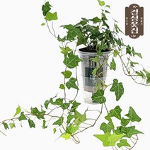 경성꽃집특허화분 공기정화 간편한 식물키우기 아이비, 선택:아이비, 단품