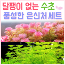 [수초스토어] 검역 풍성한수초 2종 세트 [붐바리아] / 레드카붐바 암브리아 구피 새우 어항 쉬운 예쁜 무이탄 은신처 전경 중경 후경 초보 자연 물고기 치어 베타 열대어 금붕어, 붐바리아 세트 (레드카붐바 6촉+암브리아 8촉)