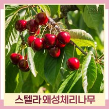 체리나무 묘목 왜성체리 콜트대목 스텔라 접목1년생 뿌리묘 1개