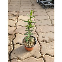 20~40cm 아르베키나올리브나무 소품 외목대 49