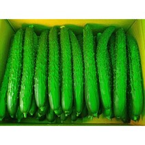 해돋이농산 국내산 가시오이 특품 1박스(10kg내외), 10kg 내외, 1개