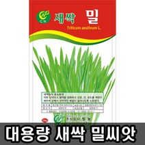 새싹 밀 씨앗 1kg 대용량, 1개