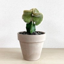 여우꼬리선인장 미니밍크선인장 이태리토분 세트 - 관리쉬운 공기정화식물, 아레나(살구)색상