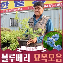 블루베리나무 묘목재배 6년생 5년생 4년생 3년생 2.5년생 하이부시 NU59 뉴하노버 레카, 하이부시 2.5년생, 1개