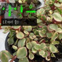 허브여울다육 아악무(코끼리풀), 1개, 지름 9cm소품