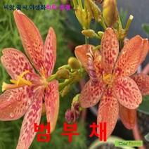 호랑이 무늬의 꽃 범부채 씨앗 25 립