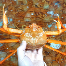 [혜성수산] 후포리 프리미엄 홍게 2kg(6~7미) 2인분 후포리 프리미엄 홍게 3kg(9~11미) 3인분 활어/자숙 산지직송 가성비 수율 80% 대게 홍게 대박 맛집, 후포리 프리미엄 홍게 3kg(9~11미) 자숙/찜, 1박스