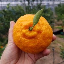 [산지직송특가] 국민농수산 제주 한라봉 산지직송 새콤달콤 고당도 명절 설날 선물세트 3kg 5kg 10kg, 3kg 중과