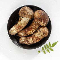 송이버섯 자연산 송이 2023년 생송이버섯 추석부모님 자연 선물, 2등급 250g