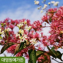 칠자화나무 다간형 키120cm내외 흰꽃 정원수, 다간형 키120cm내외 흙분, 1개