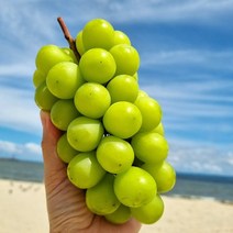 [KT알파쇼핑]영천 청년농부의 특품 샤인머스캣 2kg 특(2-3수 내외)