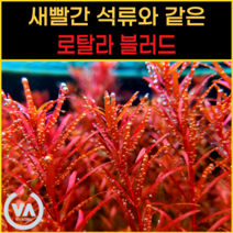 [비바소녀] 붉다 붉어 로탈라블러드(4촉/10촉) / 수초 레이아웃 초보수초 어항 잔디 새우 구피 미니어항, 10촉