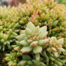 다육세상 새벽별철화대품, 1개