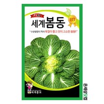 세계봄동배추 600g / 봄동씨앗 봄동씨 배추씨앗, 1개