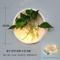 수경 화분 정화식물 화초 실내 식물 키우기 무펀칭, B