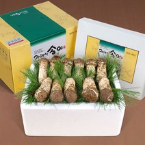 [아이원세븐] [송림山속] 강원도 자연산 송이버섯 1kg/특상품 12~18뿌리(냉동), 1개