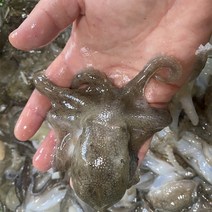 자연산 생물 활 쭈꾸미 1kg 주꾸미 국내산 서해안 급냉 냉동, 급냉 쭈꾸미 1kg