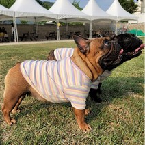 [어루다] 프렌치불독옷 프불옷 잉글리쉬불독옷 강아지2XL옷 강아지3XL옷