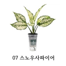 [수경재배] 관리가 쉬운 실내공기정화식물 10종 학교 사무실 어린이집, 07_스노우사파이어