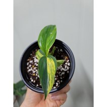알피나제룸벳119