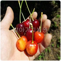 같이가치농원 체리나무 묘목 왜성체리 (홍수봉) 2중콜트대목 접목1년특묘