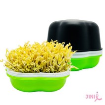 지니아이 요술램프 키트 콩나물 새싹 무순 보리 귀리 관찰일지 재배기 식물키트 관찰학습, 콩나물70g