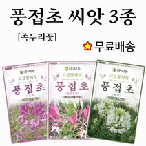 풍접초 씨앗 3종세트 족두리꽃 쪽두리꽃 꽃씨 종자 꽃씨몰 종자 꽃씨앗 봄 여름 가을