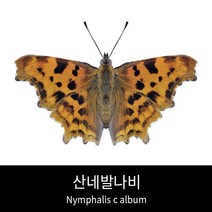 산네발나비표본 Nymphalis c album