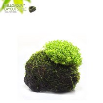 수초-모스포트 쿠바펄-열대어 어항 수족관 수중식물, 없음