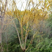 묘목/ 황금회화나무/접목2년 kk909