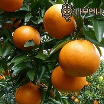 귤나무 7치화분 한라봉 레드향 황금향 감귤 금귤 레몬 결실주 유실수 나무언니, 레드향 7치화분 결실주