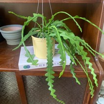 더라라플랜트 피쉬본 생선뼈선인장 행잉플랜트, 노랑, 1개