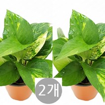 도도팜 1+1 스파트필름/ 호야 테이블야자 고무나무 행운목 스킨답서스 아이비 천냥금 파키라 율마 금전수 나도풍란 리사호야 금전수 보석금전수 문샤인 스투키 토분 공기정화식물, 03.  (2개) 스킨답서스 1개