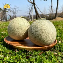 [쥬시맨] 산뜻! 피크닉 필수 꿀당도 나주 세론이 세지멜론 1.25kg 1.66kg 단위, 세지멜론 특 (4과 5kg) 노란 박스, 1개