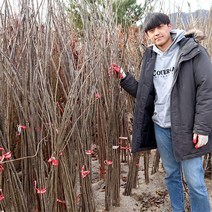 슈퍼대심오디나무 묘목 1년생 상묘