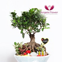 [엔젤스플라워] 축하 꽃바구니 공기정화 관엽식물 꽃배달서비스, P081BS_인삼팬다 일반형