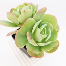 둥근잎비취후리데 다육이 가을다유기 다육식물2-60, 단품, 상세페이지 참조