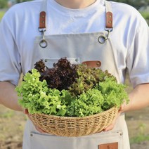 친환경 무농약 유럽채소 GAP인증, 2kg, 1박스