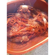 구룡포 홍게, 특10마리