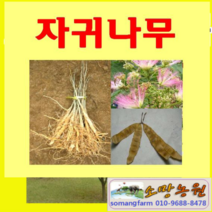 (G소망)자귀나무 묘목 실생2년 10그루
