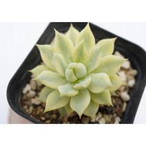 [티피금 0802] 홈가드닝 분재 선인장 키우기쉬운 아프리카 다육이 공기정화 특이한 귀여운 예쁜 희귀한 인테리어 생일 소형 작은 개업선물 리톱스 코노피튬 식물키우기