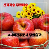 산지직송 햇사과 일품 꿀 부사 사과 충북 5kg 10kg 선물용 가정용, 선물용 정품 중소과 38~40과