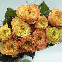 (고급장미)애플잭 장미꽃 (1단10송이) 생화택배 (고속터미널꽃시장 직배송) 꽃예꽃, 며칠 기다렸다가 꽃 입고 되는대로 발송, 금~일요일 구매시 (화요일 도착)