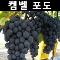 포도(켐벨) 삽목1년(특) 뿌리 3개/나무 묘목/과실수/유실수