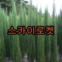 스카이로켓향나무 삽1년생(어린묘목) 20그루 나무 묘목 로켓향나무