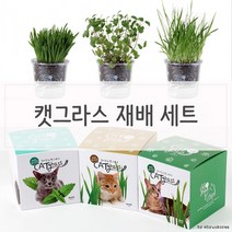 키우기쉬운 고양이풀 캣닢 재배 투명화분 세트, 캣닢종류/캣닢
